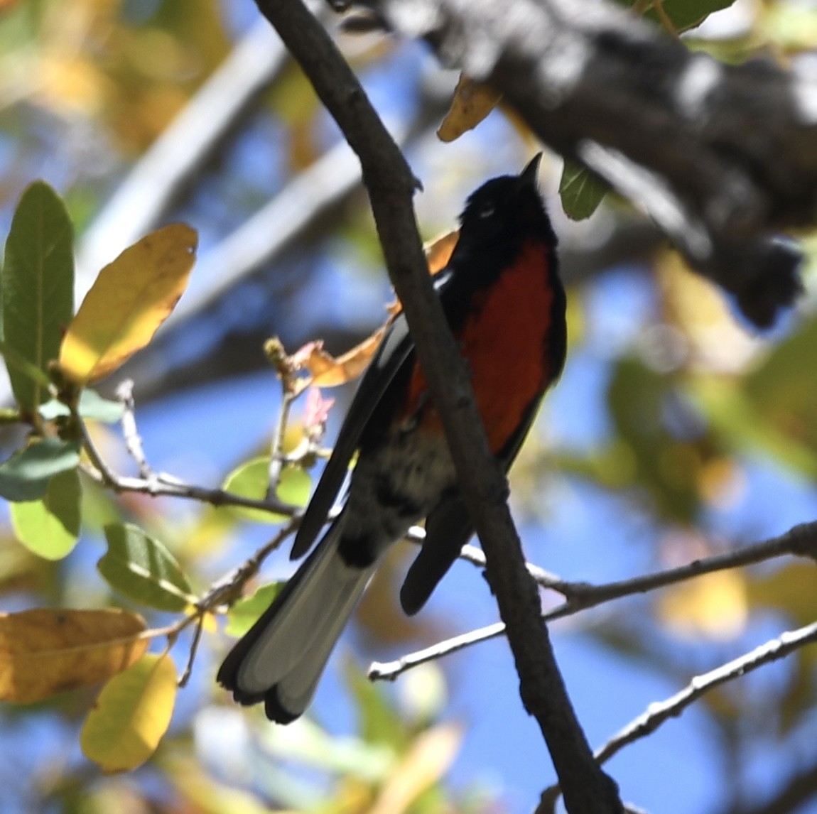 Painted Redstart - ML564268701