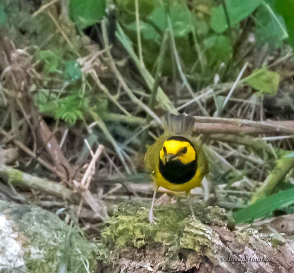 Hooded Warbler - ML564268951