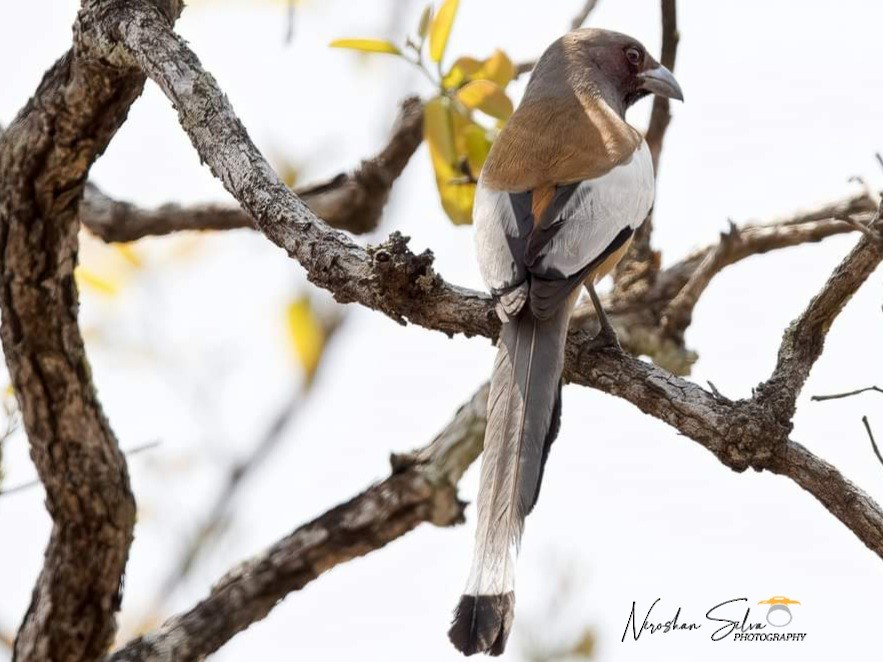 Rufous Treepie - ML564269301