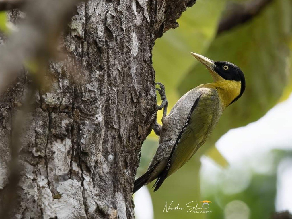 Black-headed Woodpecker - ML564269491