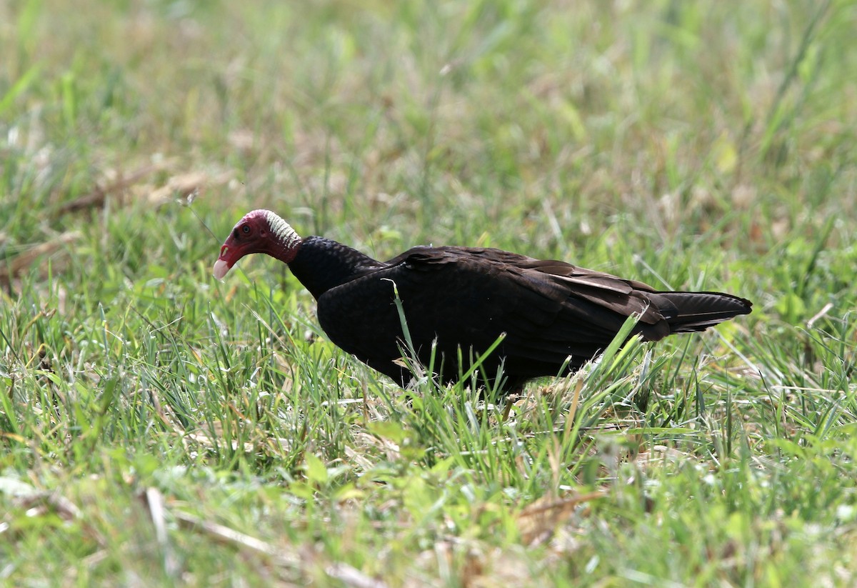 Urubu à tête rouge - ML56427021