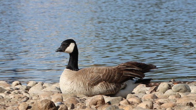 Cackling Goose - ML564270781