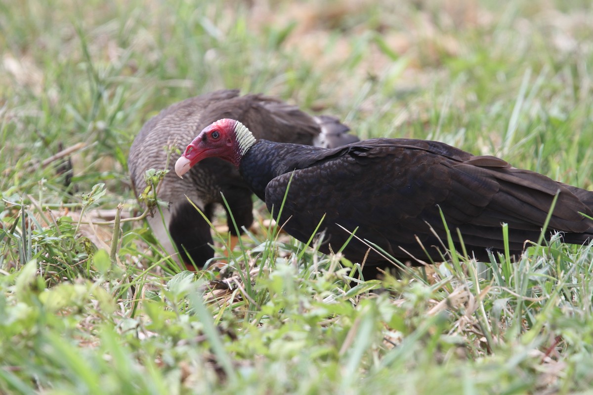 Turkey Vulture - ML56427081