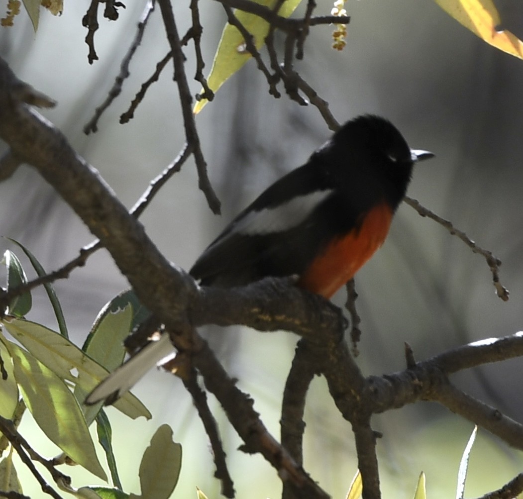 Painted Redstart - ML564270991