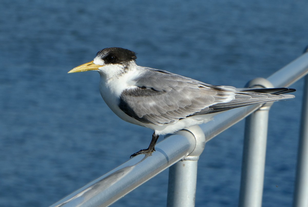 Great Crested Tern - ML564271961
