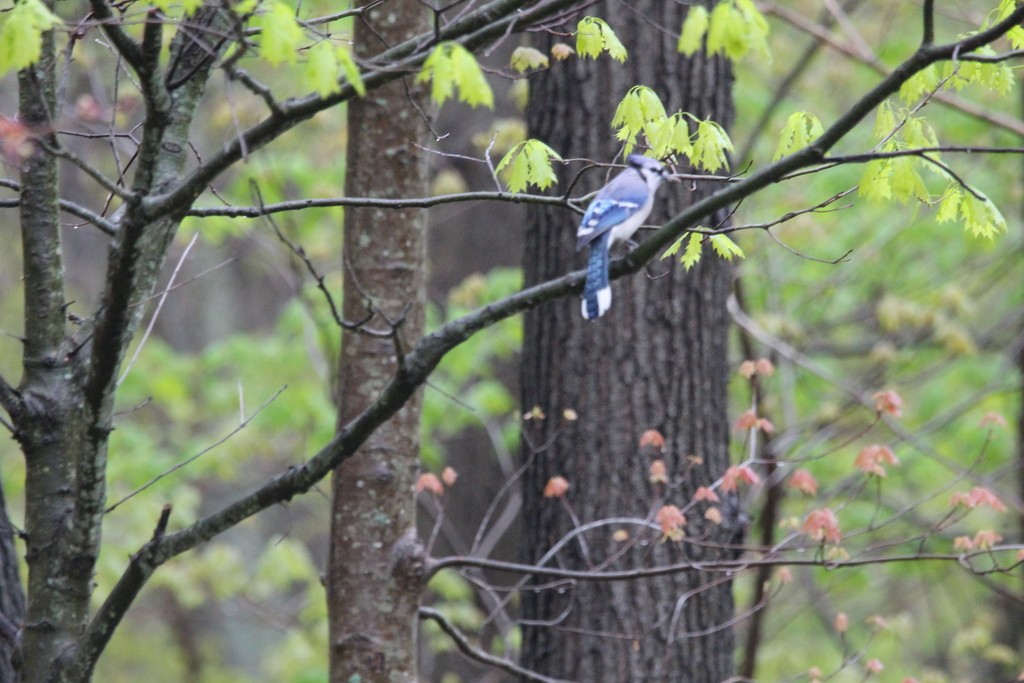 Blue Jay - ML564272721