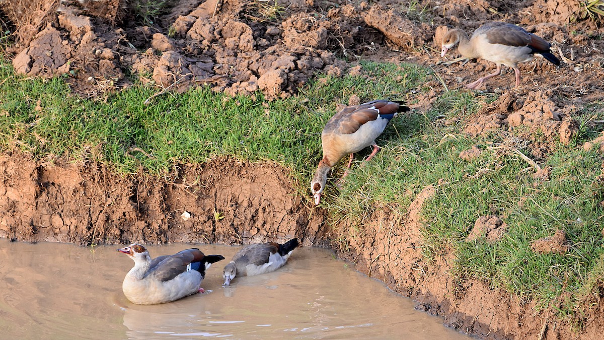 Nilgans - ML564273001