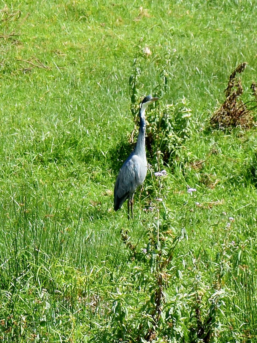 Black-headed Heron - ML564273041