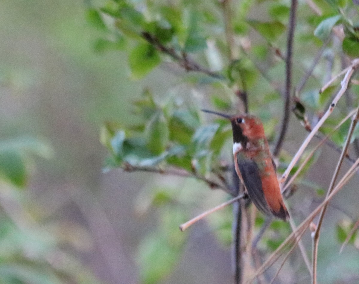 Rufous Hummingbird - ML564273271