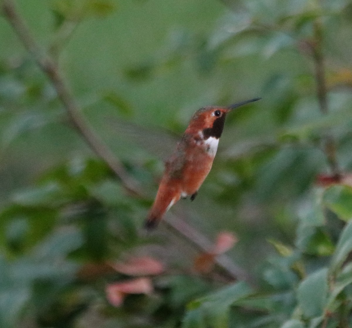 Rufous Hummingbird - Jim  Patten