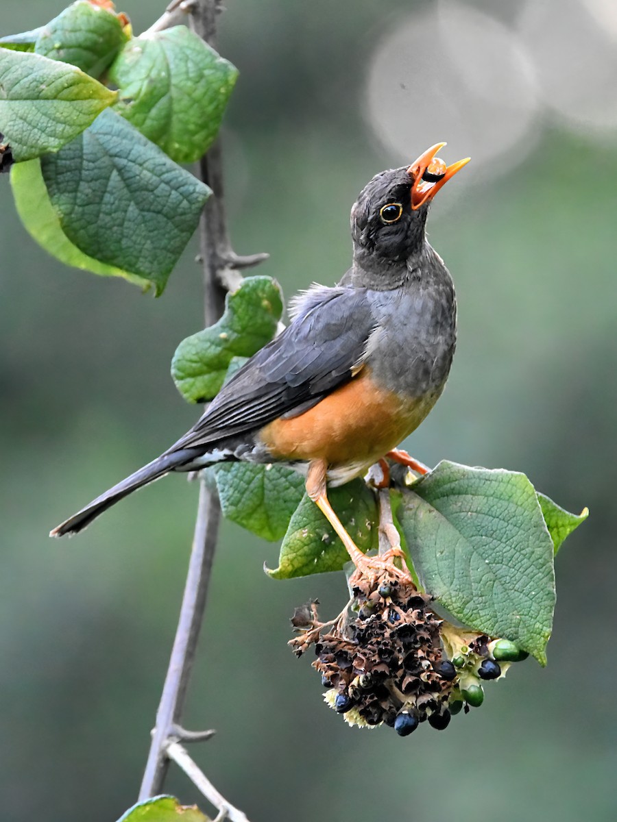 Abyssinian Thrush - ML564273291