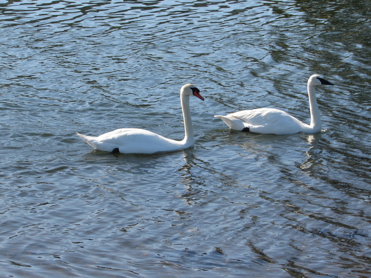 Хуруут хун - ML564273411