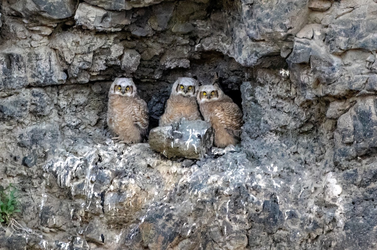 Great Horned Owl - ML564273551