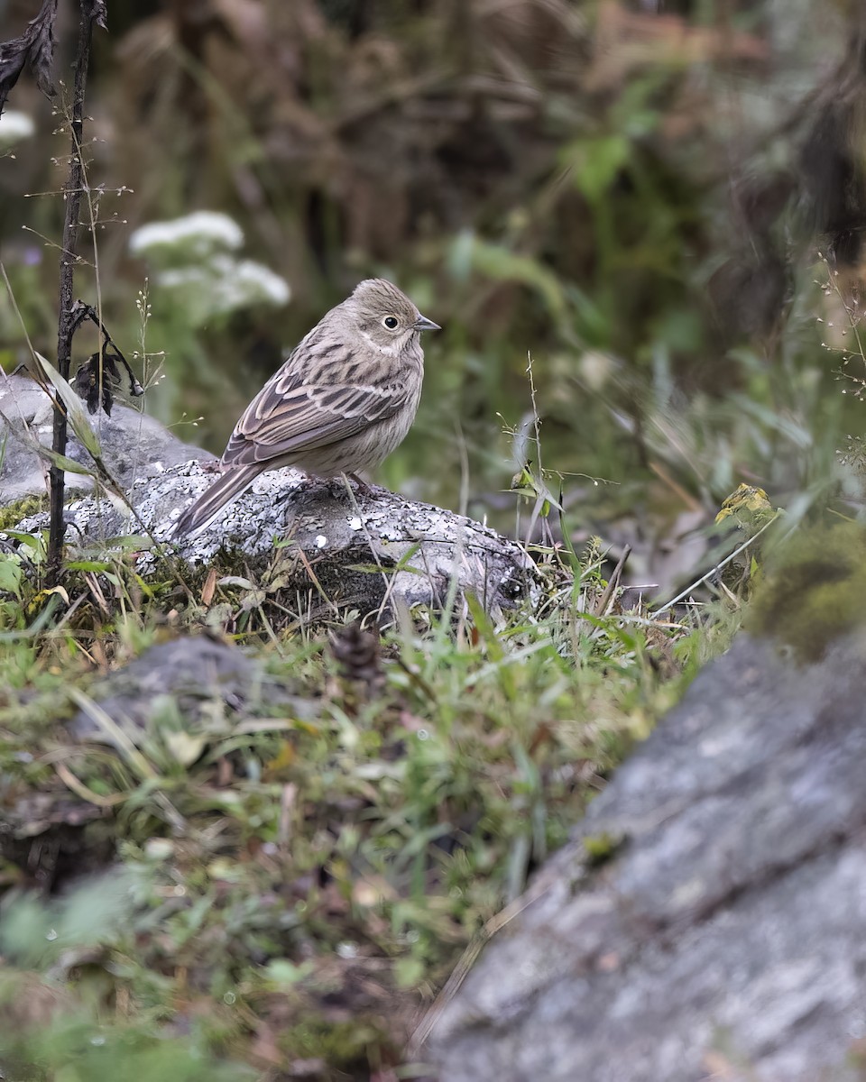 White-capped Bunting - ML564273651
