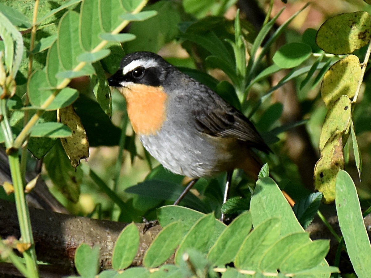 Cape Robin-Chat - ML564274401