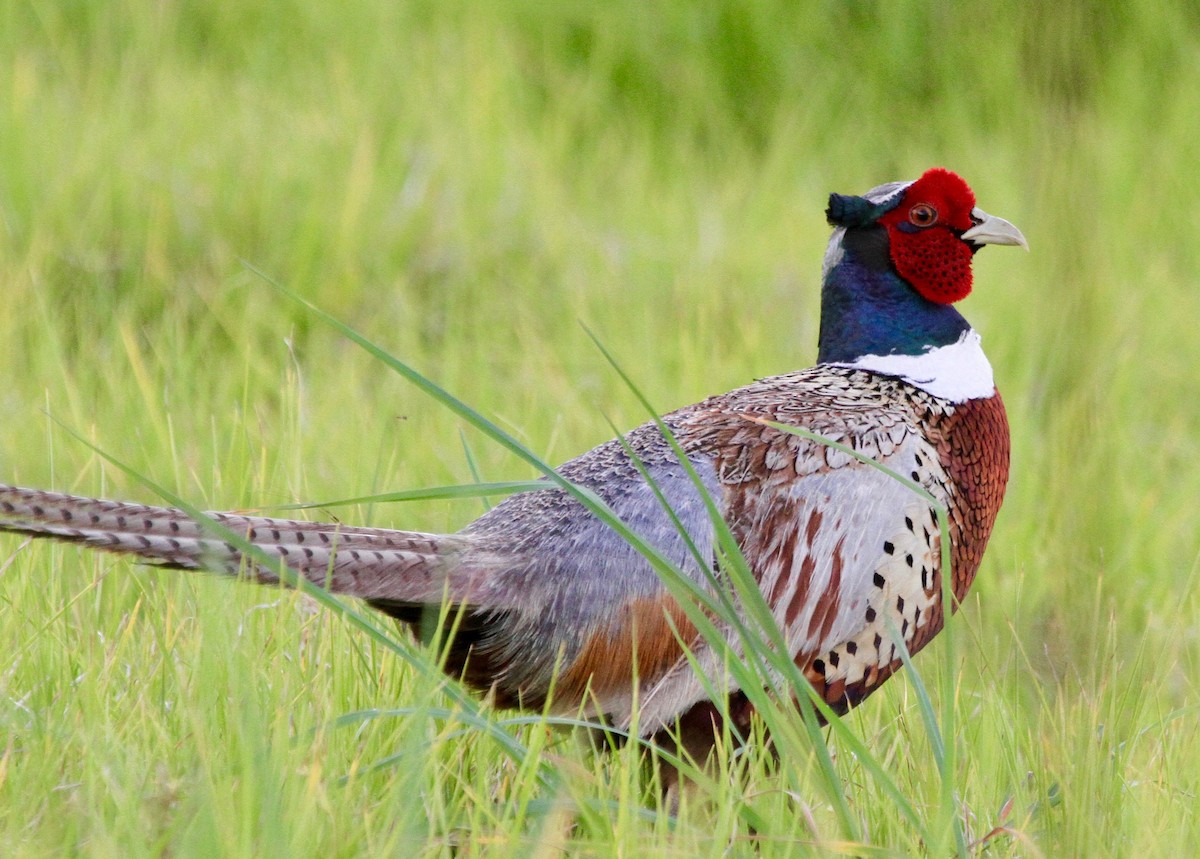 Ring-necked Pheasant - Sherman  Wing
