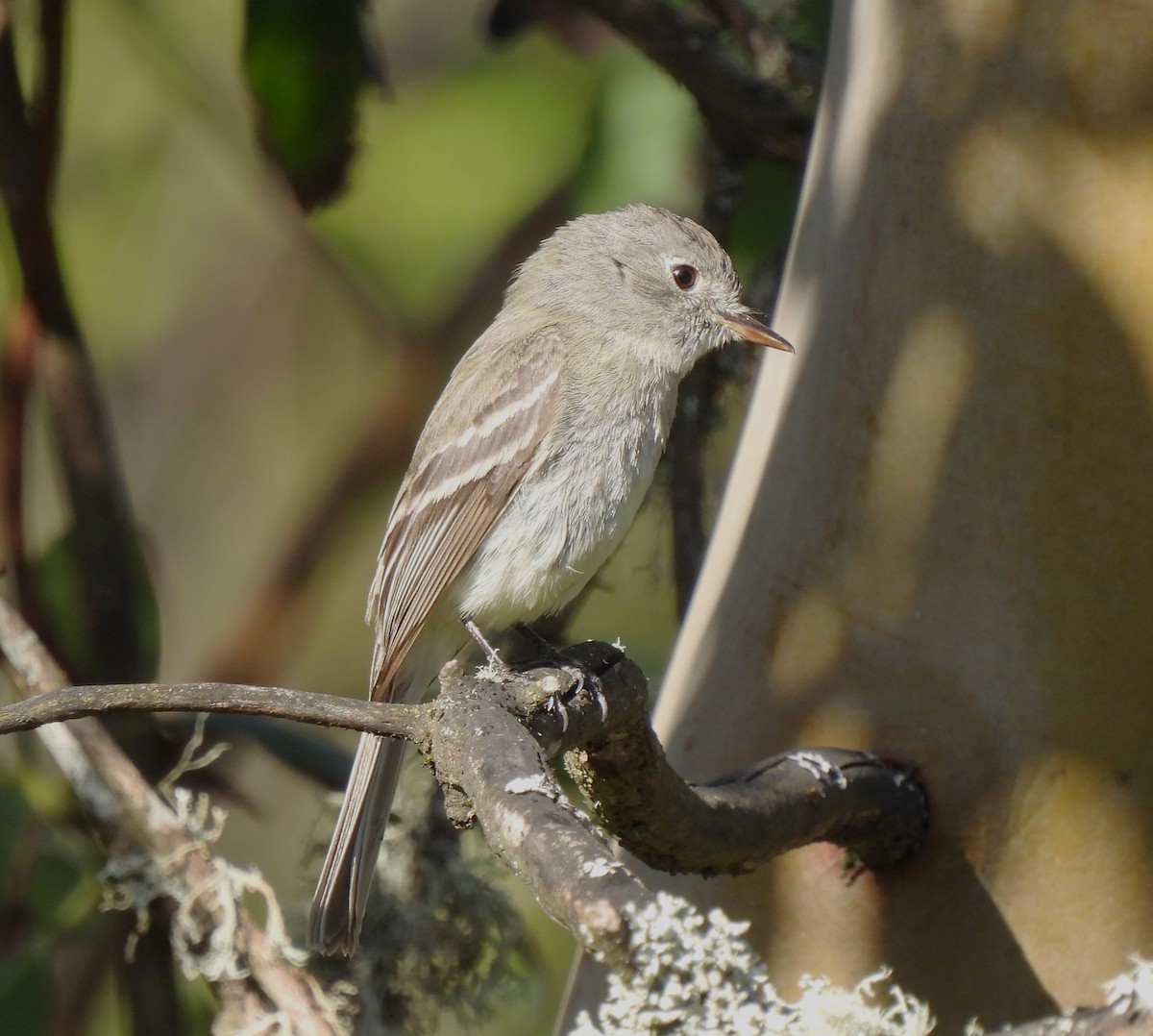 Dusky Flycatcher - ML564276741