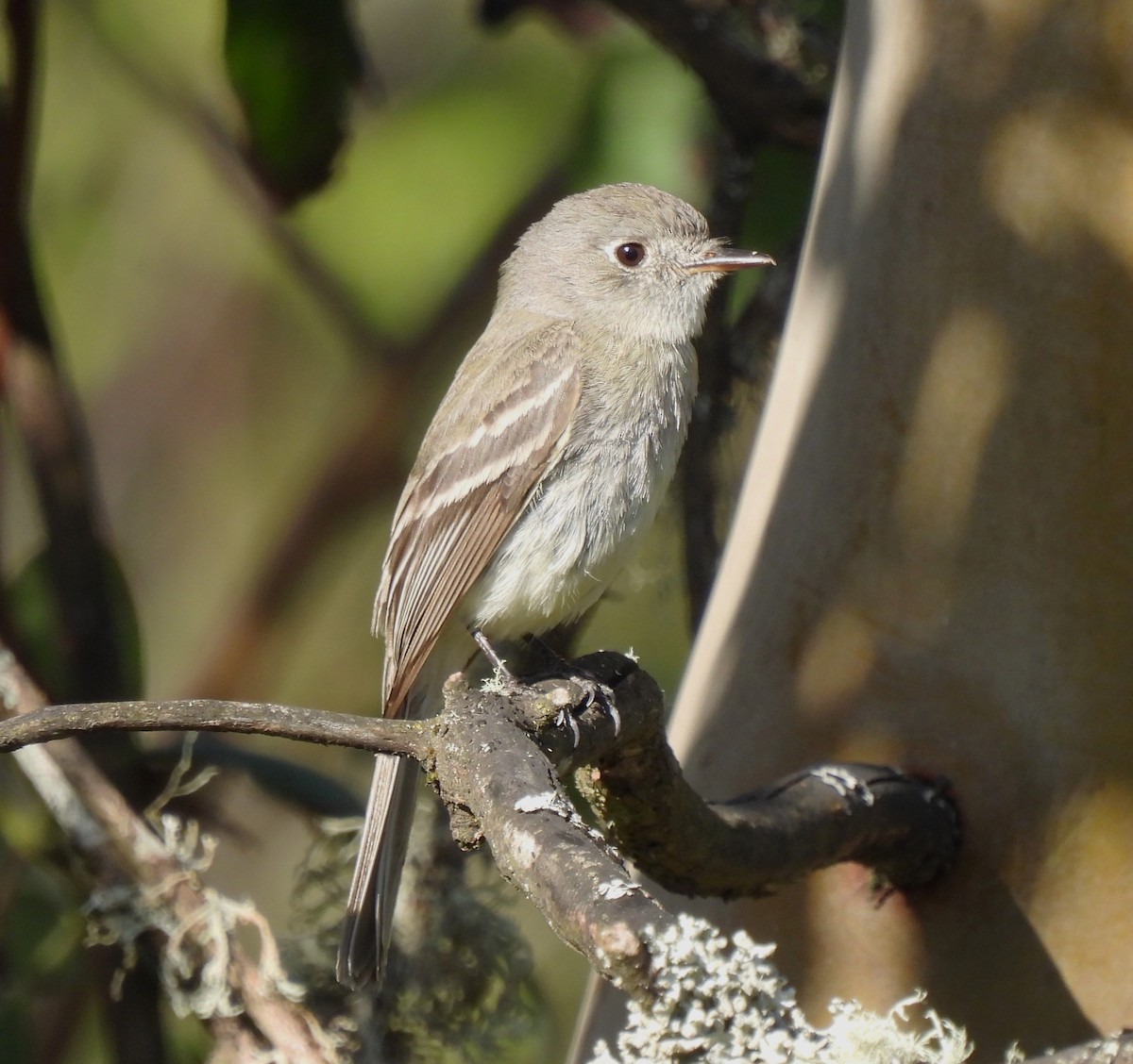 Dusky Flycatcher - ML564276751