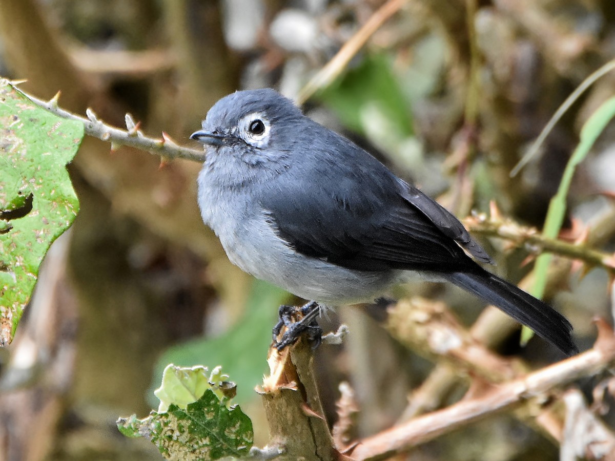 Gözlüklü Drongo Sinekkapanı - ML564277281