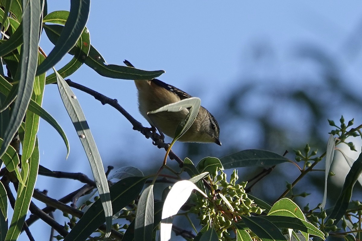 Spotted Pardalote - John Beckworth