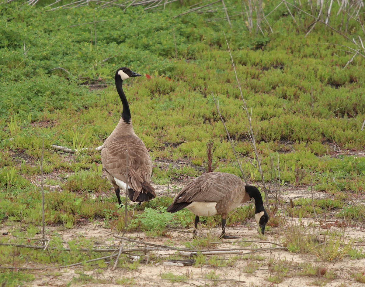 Canada Goose - ML564277981