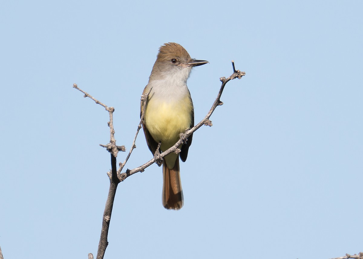 Brown-crested Flycatcher - ML564278231