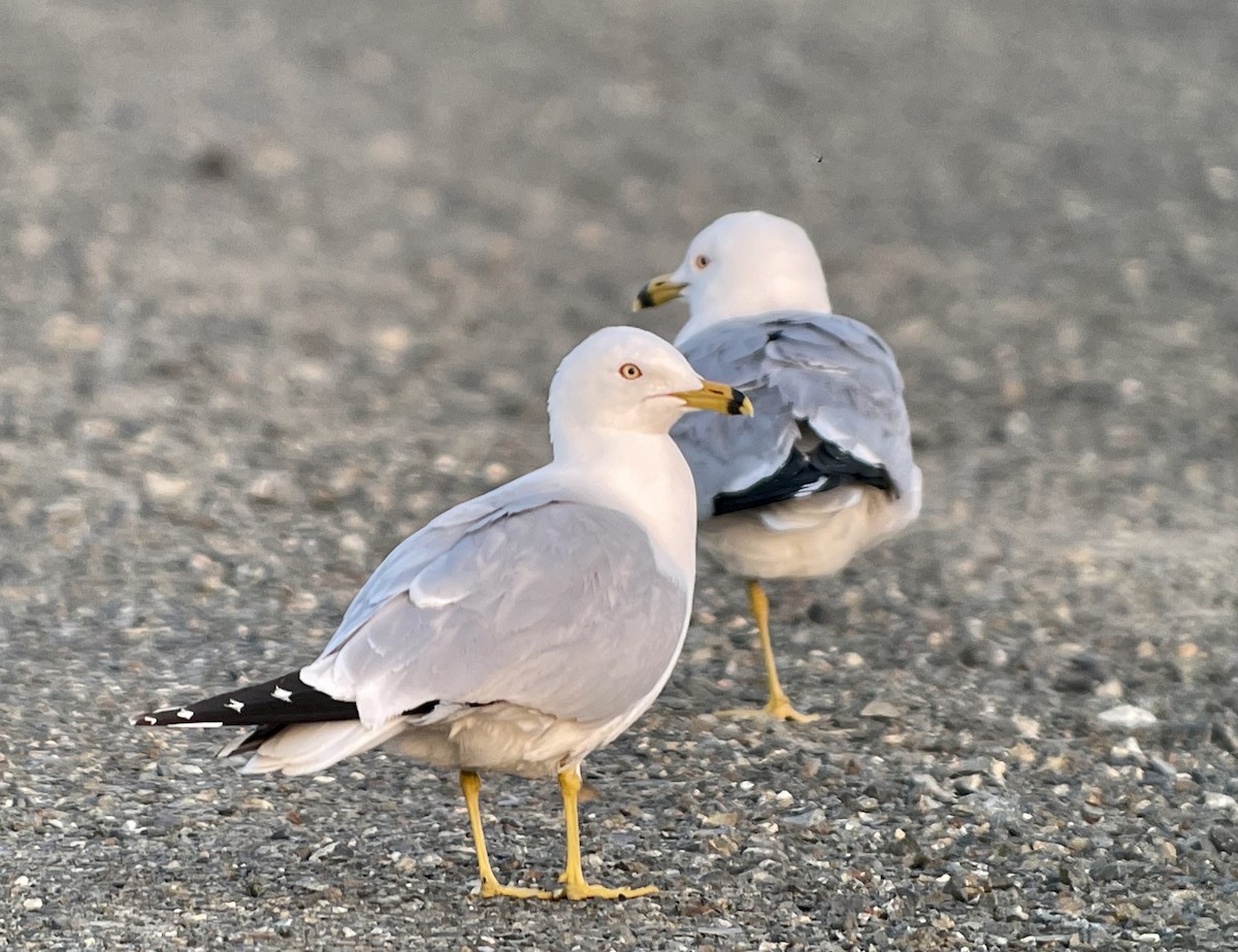 Ring-billed Gull - ML564278311