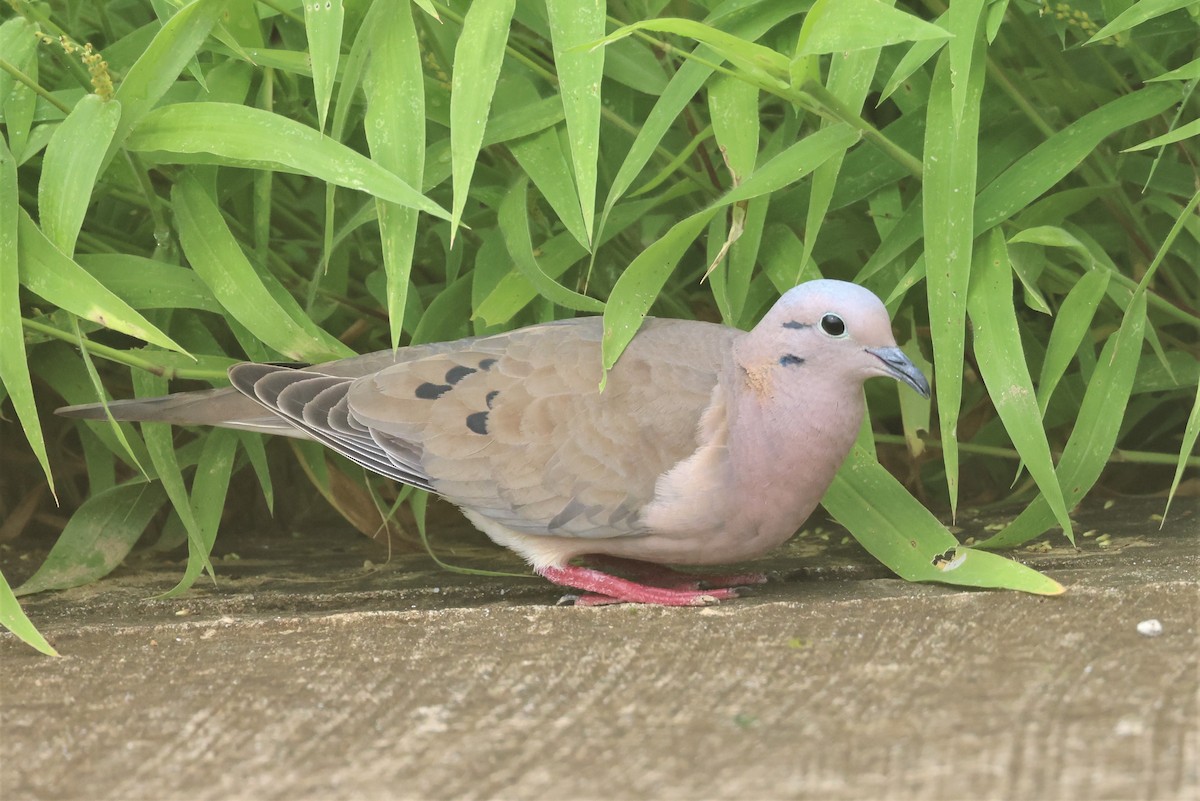 Eared Dove - ML564279261