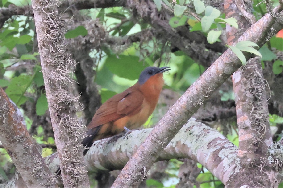 Gray-capped Cuckoo - ML564279671