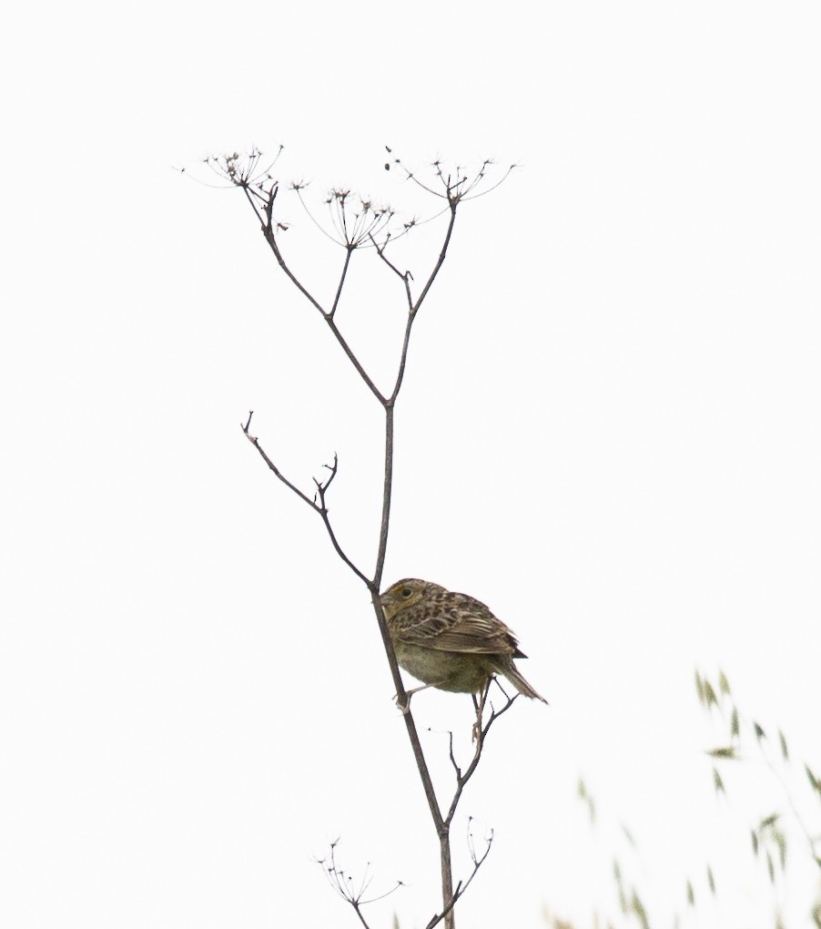 Grasshopper Sparrow - ML564279971