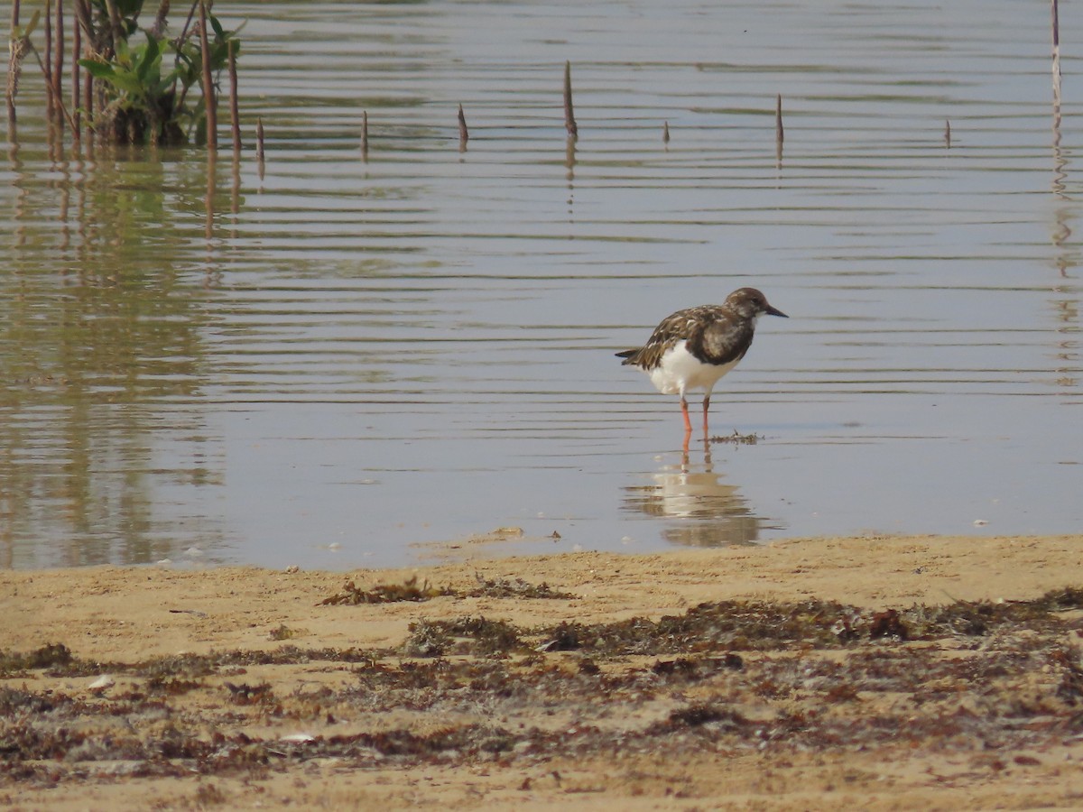 Ruddy Turnstone - ML564280211