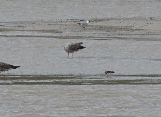 Ruddy Turnstone - ML56428091