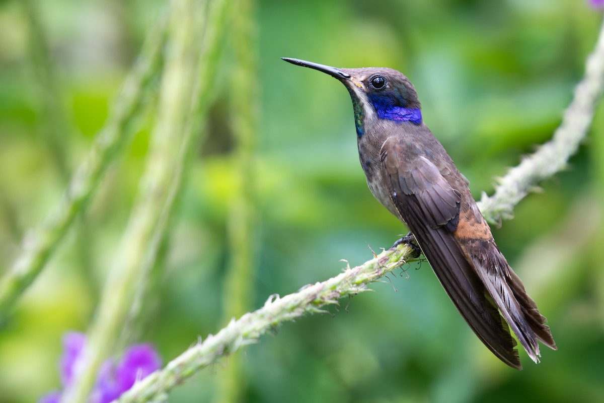 Brown Violetear - Rajan Rao