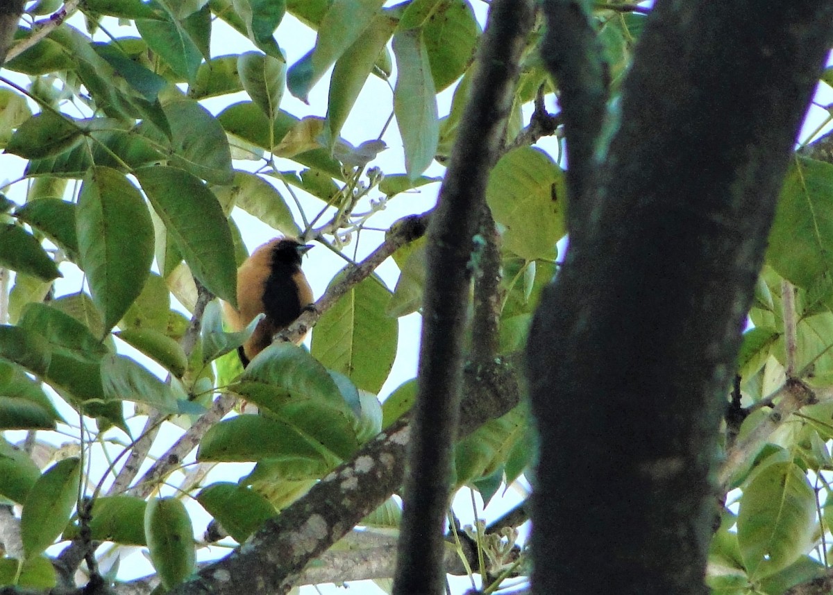 Burnished-buff Tanager - ML56428261