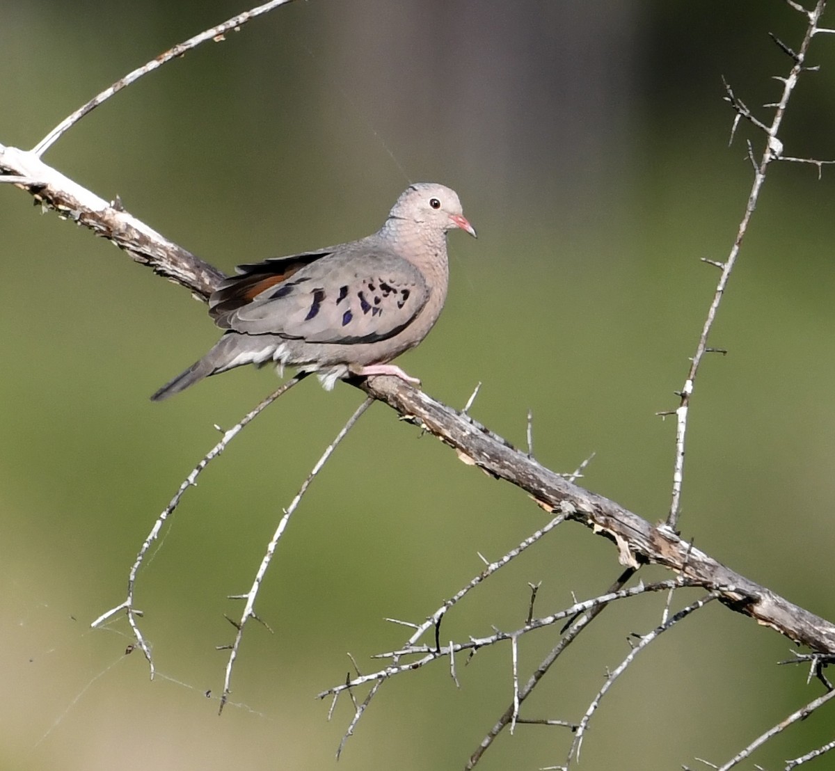 Common Ground Dove - ML564282811