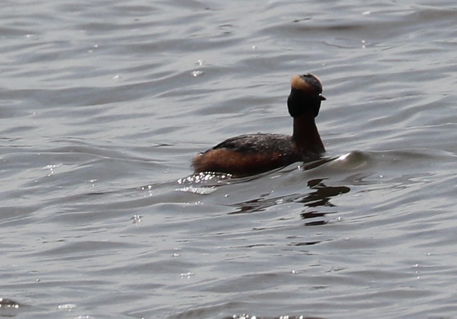 טבלן לבן-לחיים - ML56428431