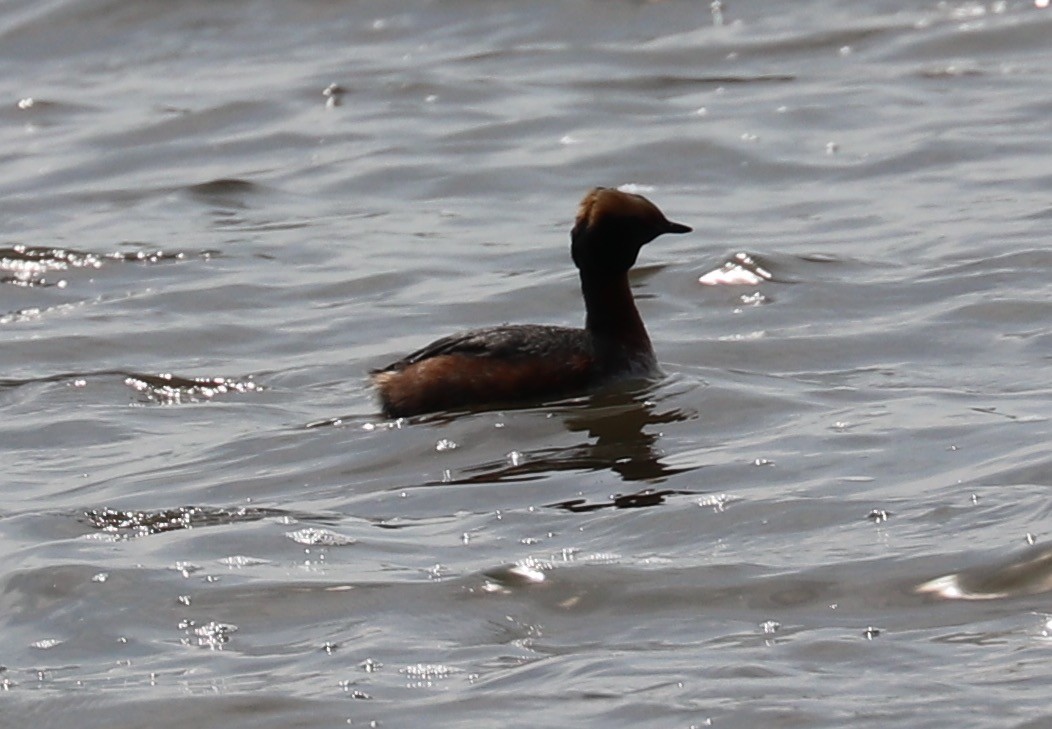 טבלן לבן-לחיים - ML56428441