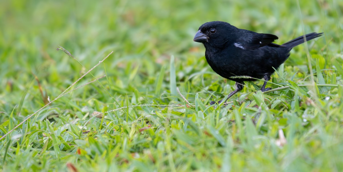 Variable Seedeater (Black) - ML564284501