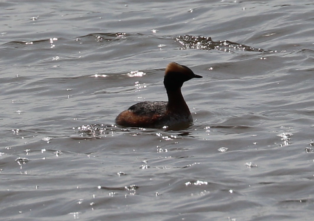 טבלן לבן-לחיים - ML56428451