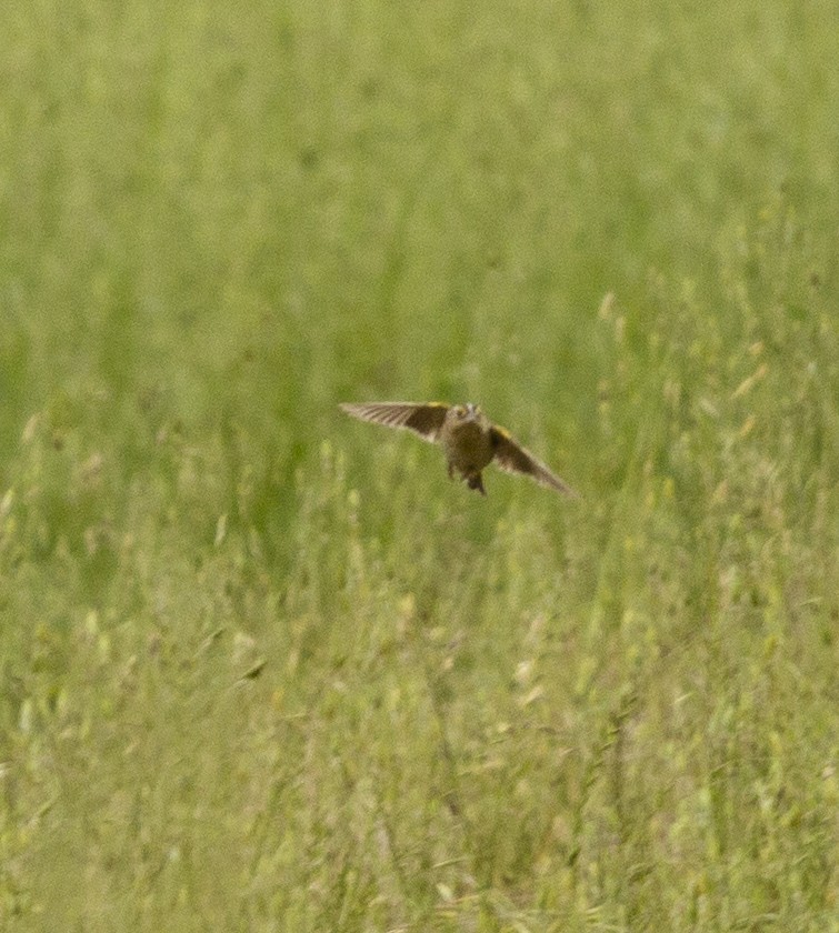 Grasshopper Sparrow - ML564284541