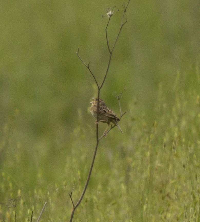 Grasshopper Sparrow - ML564284561