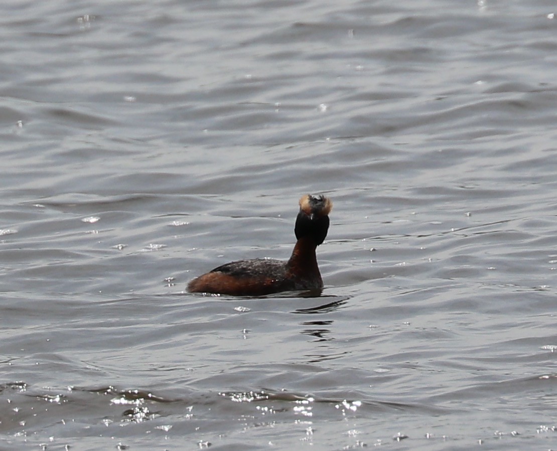 טבלן לבן-לחיים - ML56428461