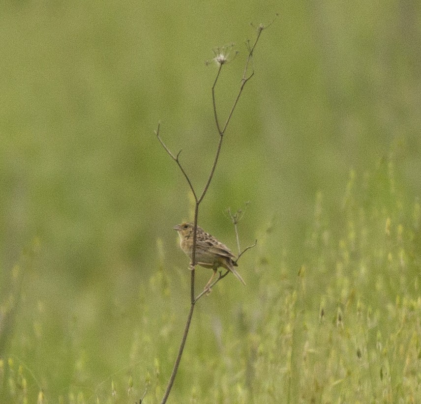 Grasshopper Sparrow - ML564284611