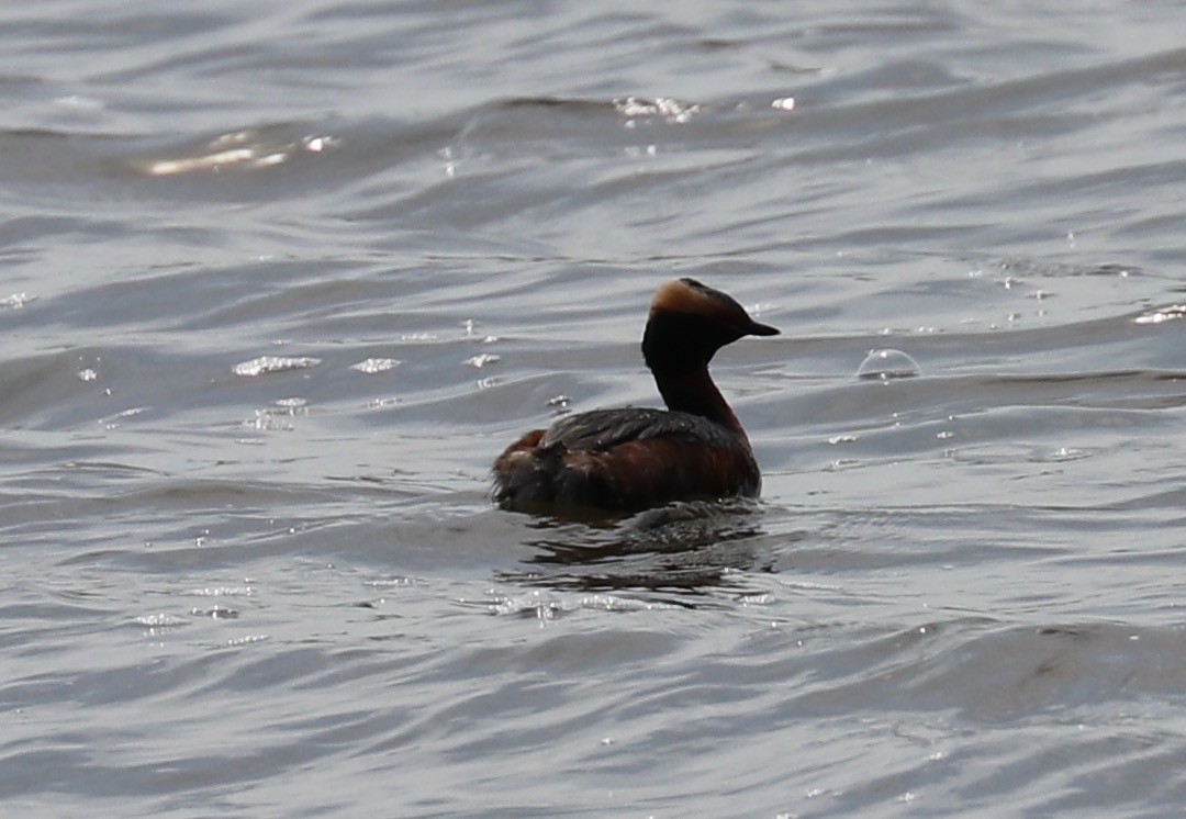 טבלן לבן-לחיים - ML56428471