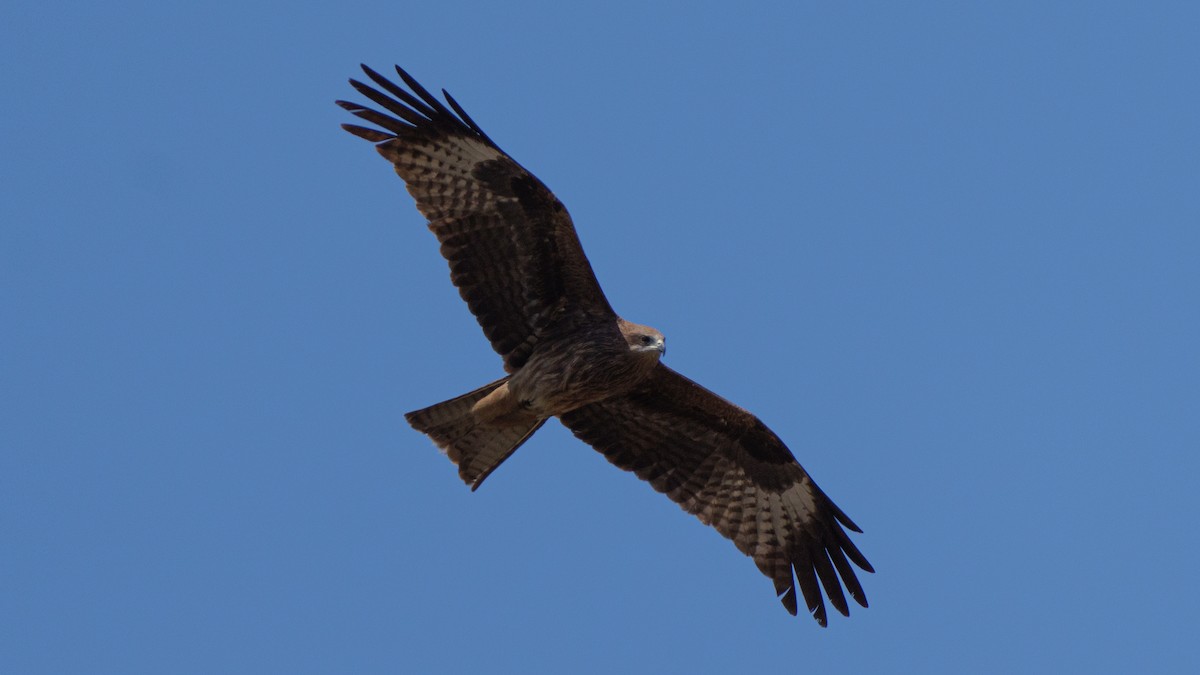 黑鳶 - ML564284871