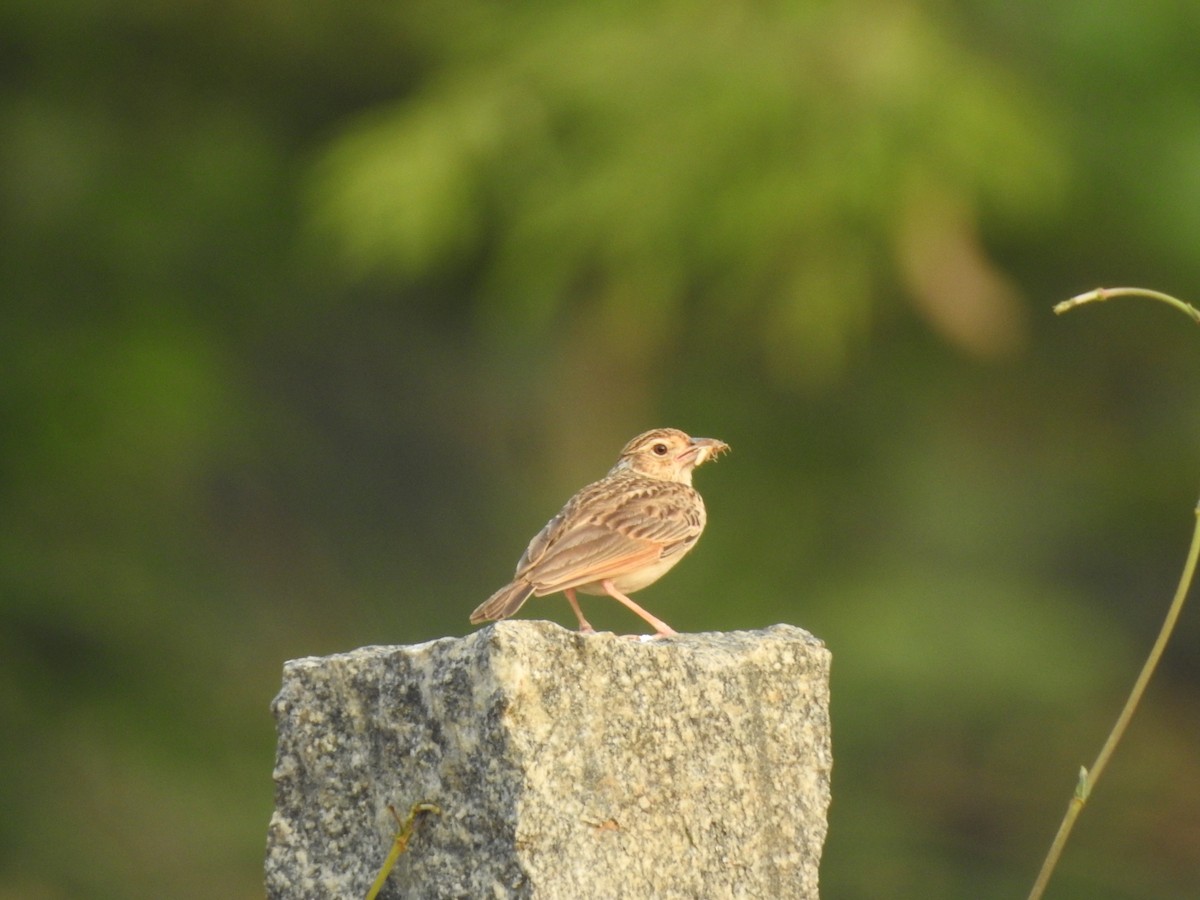 Jerdon's Bushlark - Spoorthi Nagaraju