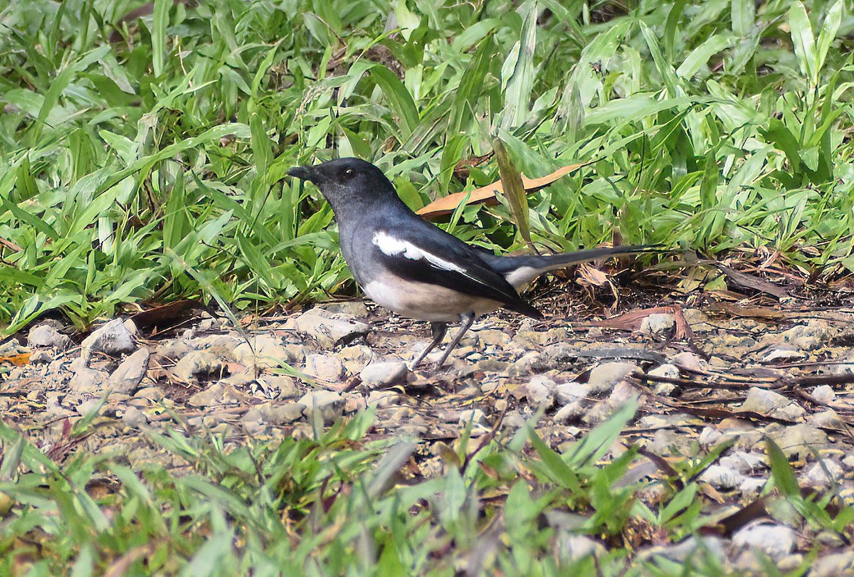 Oriental Magpie-Robin - ML564285841