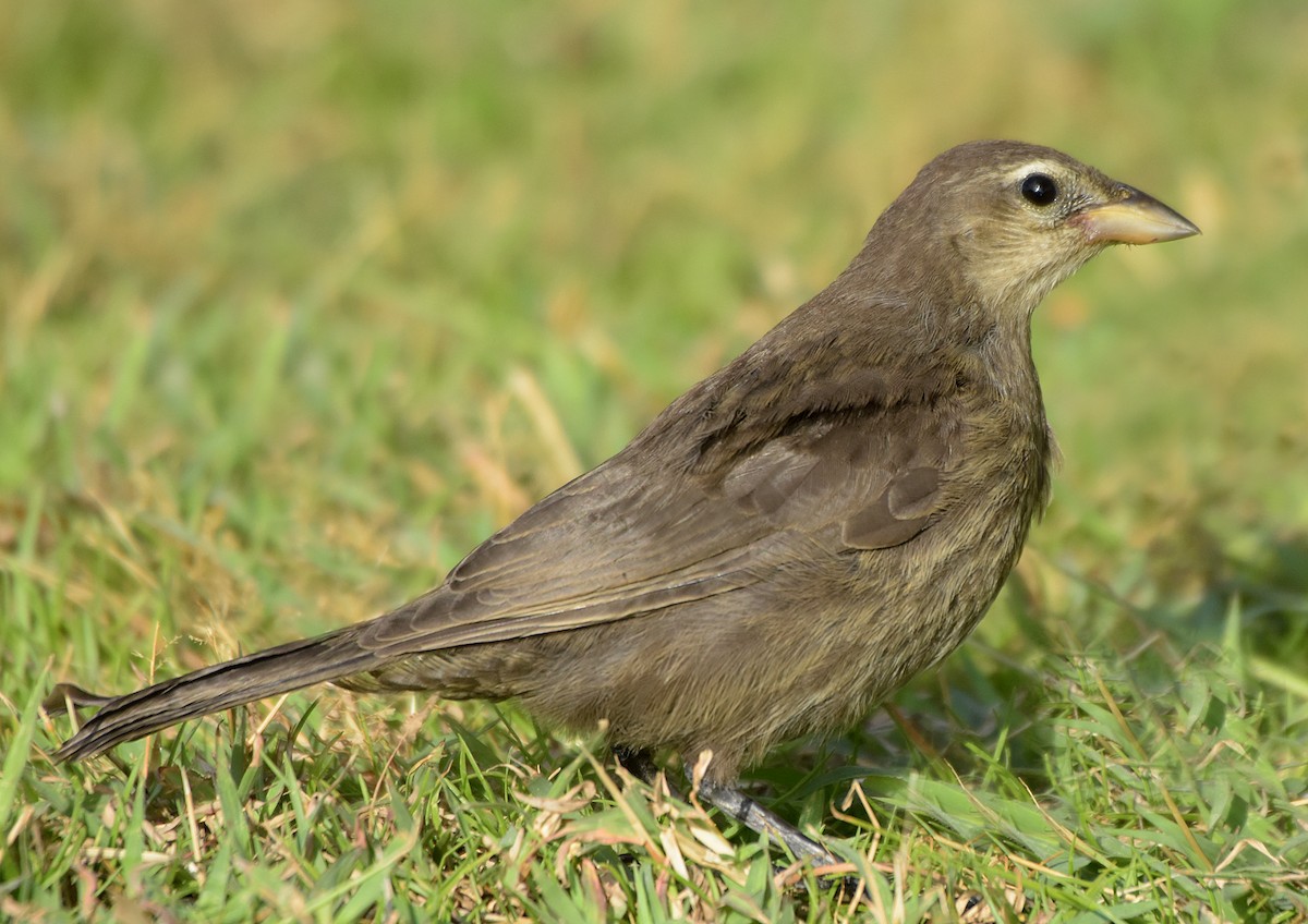 Shiny Cowbird - Steven Mlodinow