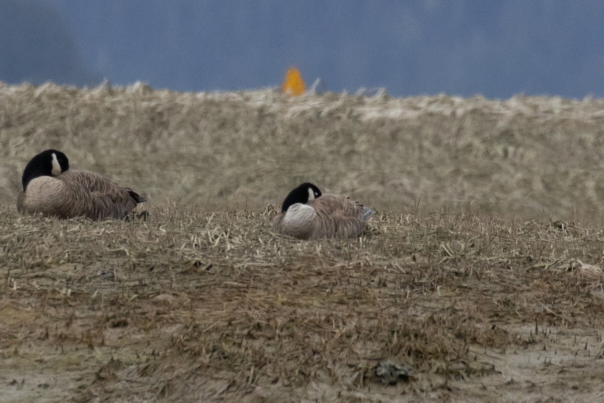 Cackling/Canada Goose - ML564286331