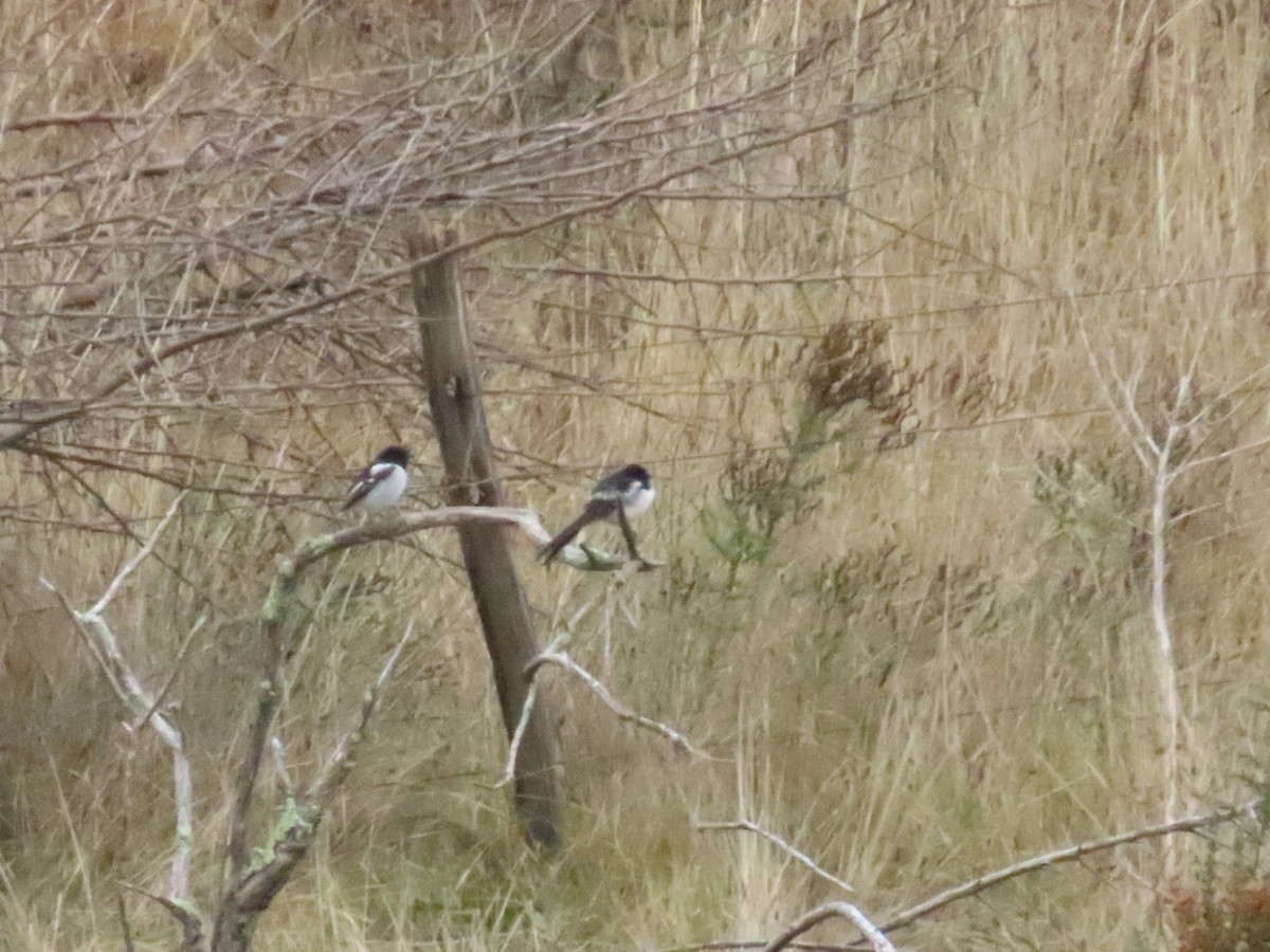 eBird Checklist - 29 Apr 2023 - Naas Road at Apollo Road - 24 species